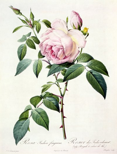 Rosa Indica Fragrans, inciso da Langlois, pubblicato da Remond da Pierre Joseph Redouté